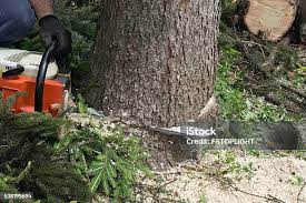 Best Utility Line Clearance  in Walden, NY